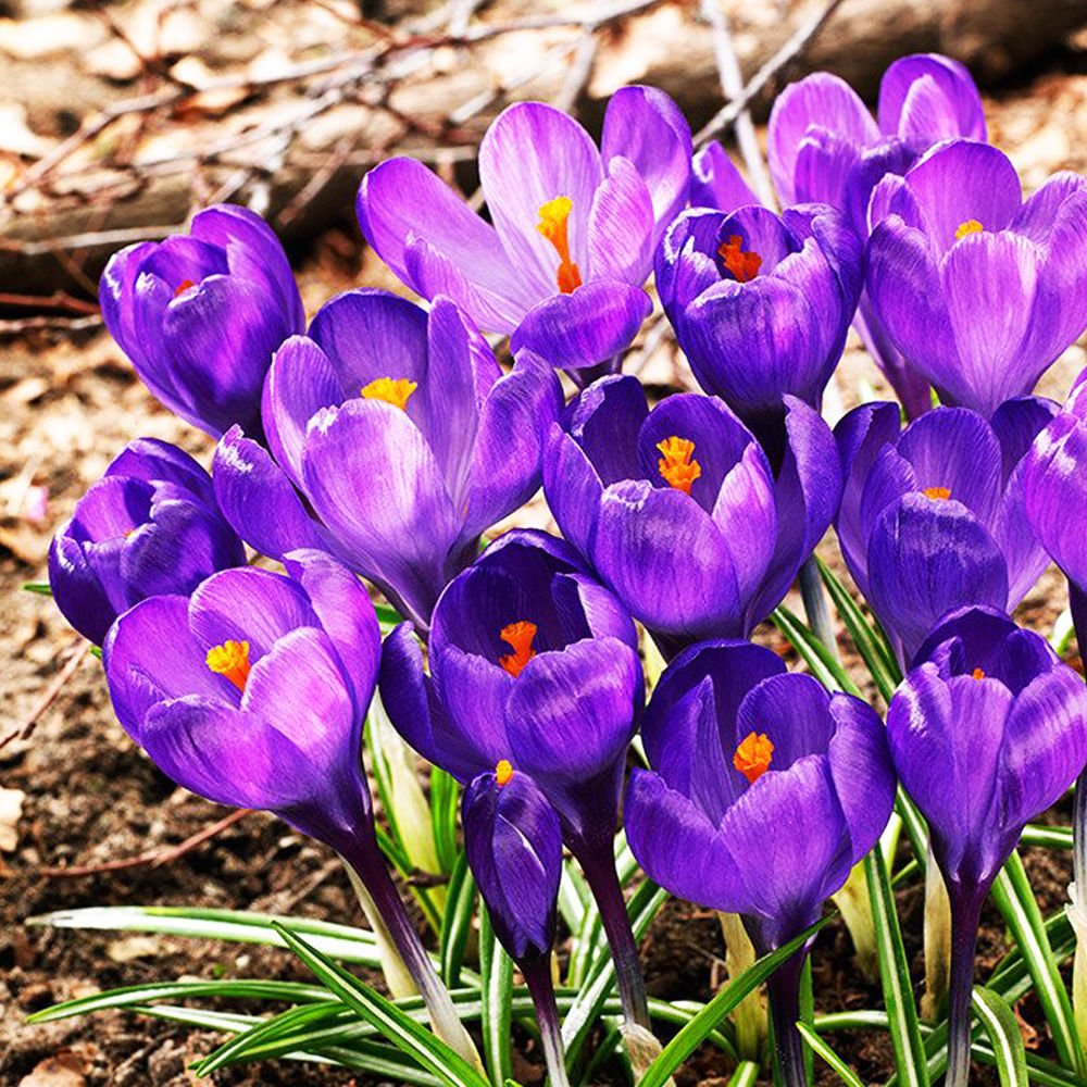 obrazek prezentujacy